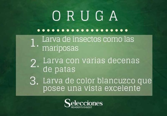 Oruga